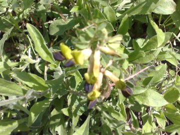 Una Fabacea  con fiore giallastro - Vicia melanops